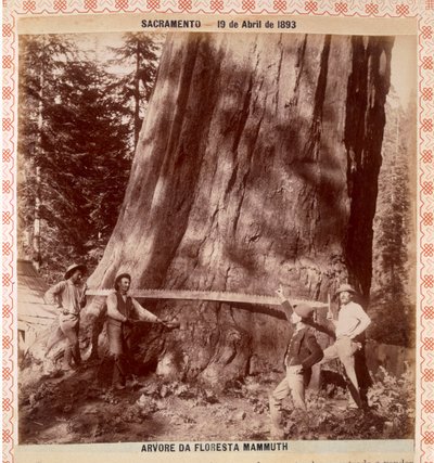 Lumberjacks about to fell a Giant Redwood with a drag saw, Sacramento, California, 1893 by American Photographer